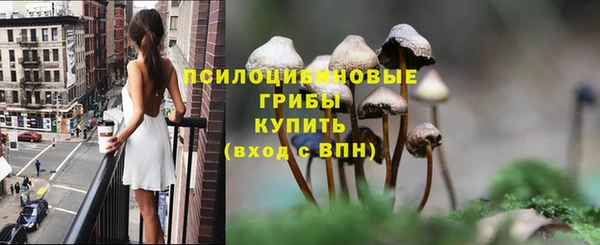 хмурый Аркадак